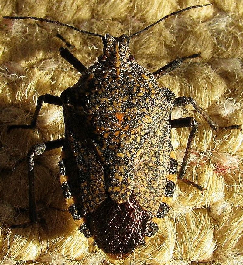 Pentatomidae: Apodiphus amygdali di Turchia (Istanbul)